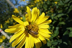 Biene-an-Becherpflanze.jpg